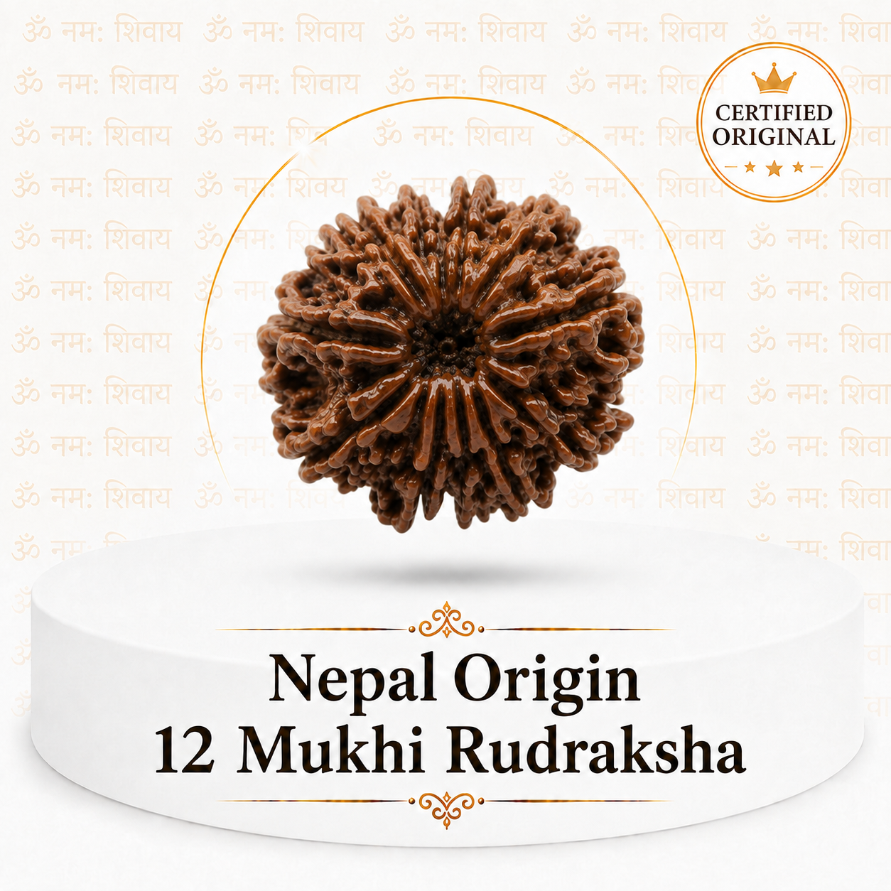 12 Mukhi Rudraksha (Nepal Origin)